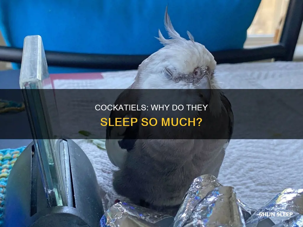 what does it mean when your cockatiel sleeps a lot
