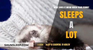 Why Do Ferrets Sleep So Much?