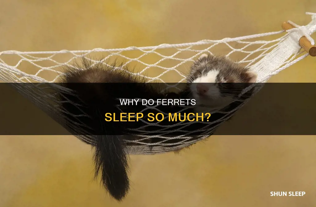 what does it mean when your ferret sleeps a lot