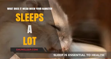 Why Does My Hamster Sleep So Much?