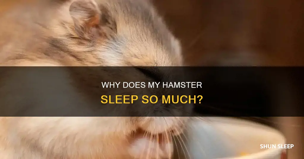what does it mean when your hamster sleeps a lot