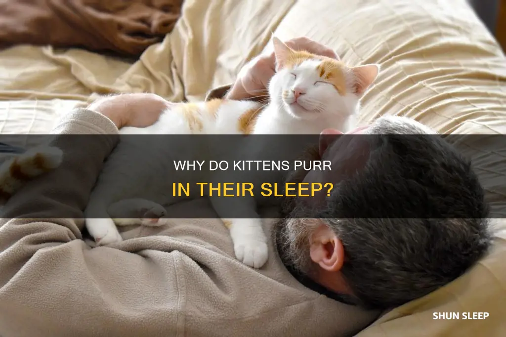 what does it mean when your kitten purrs while sleeping