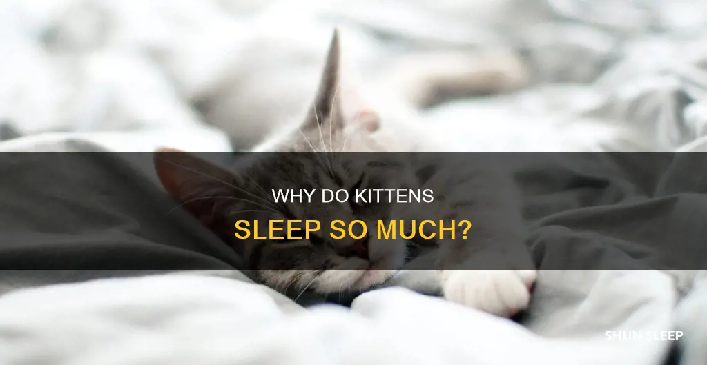 what does it mean when your kitten sleeps a lot