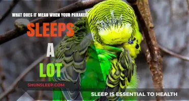 Why Does Your Parakeet Sleep So Much?