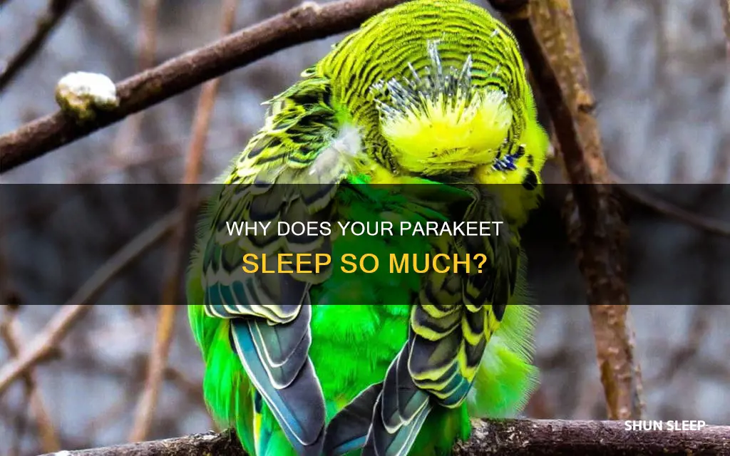 what does it mean when your parakeet sleeps a lot