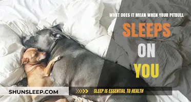 Why Does Your Pitbull Sleep on You?