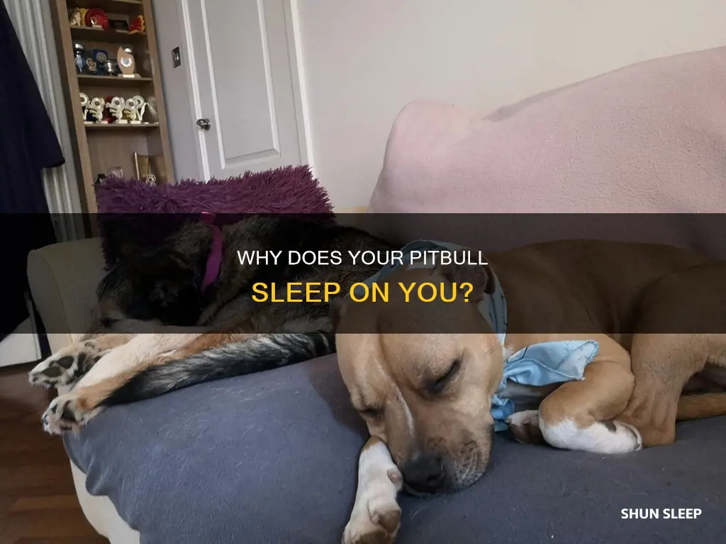 what does it mean when your pitbull sleeps on you