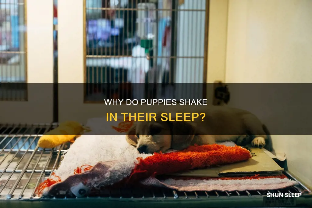 what does it mean when your puppy shakes while sleeping
