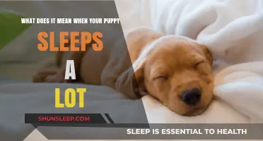 Why Do Puppies Sleep So Much?