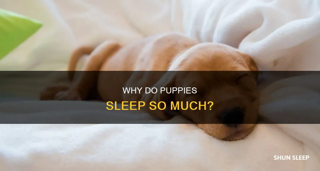 what does it mean when your puppy sleeps a lot