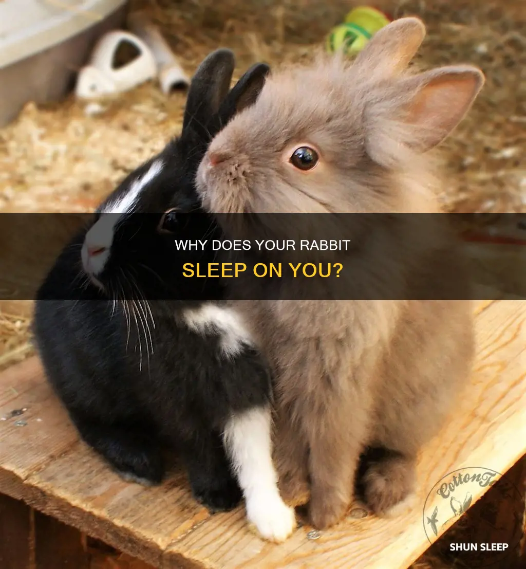 what does it mean when your rabbit sleeps on you