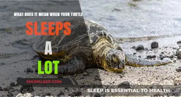 Why Does My Turtle Sleep So Much?