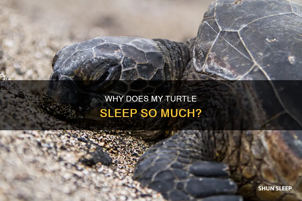 what does it mean when your turtle sleeps a lot