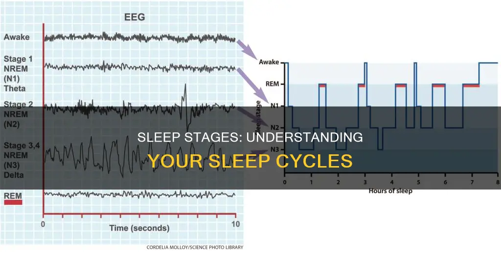 what does sleep stages mean