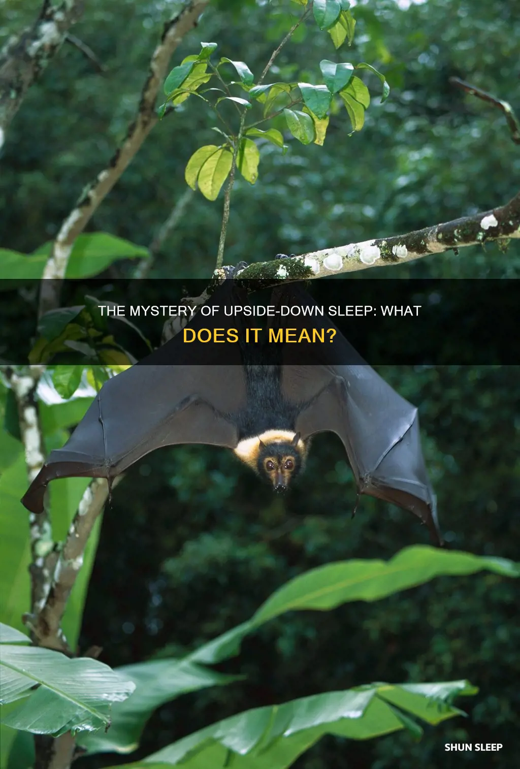 what does sleeping upside down mean