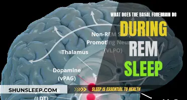 Basal Forebrain's Role in REM Sleep Explained