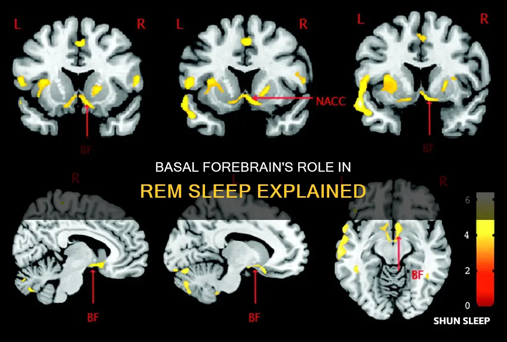 what does the basal forebrain do during rem sleep