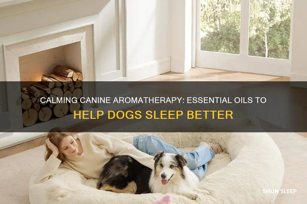 what essential oils help dogs sleep
