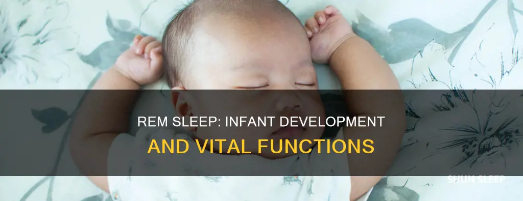 what functions does rem sleep serve in young infants