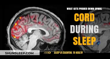 Sleep's Spinal Secret: What Moves Down Your Spine at Night?