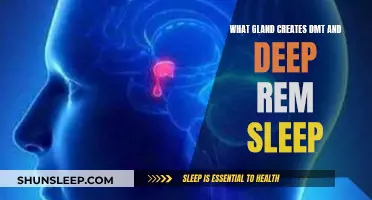 Exploring the Link Between DMT, Deep REM Sleep and Glands