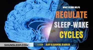 The Role of the Pineal Gland in Regulating Sleep-Wake Cycles