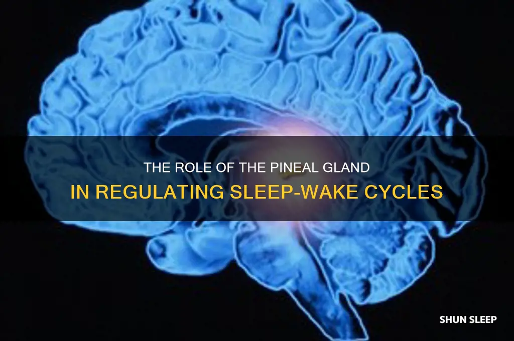 what gland helps regulate sleep-wake cycles