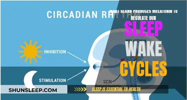 Pineal Gland: Melatonin's Master Regulator of Sleep-Wake Cycles