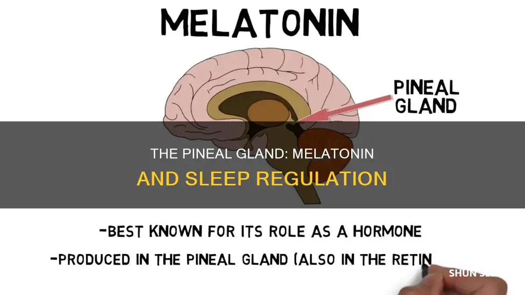 what gland produces melatonin to regulate our sleep wake cycles