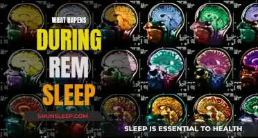 The Science of REM Sleep: Unlocking the Brain's Secrets