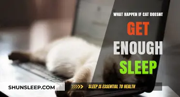 Sleep-Deprived Cats: Consequences of Insufficient Rest for Feline Health