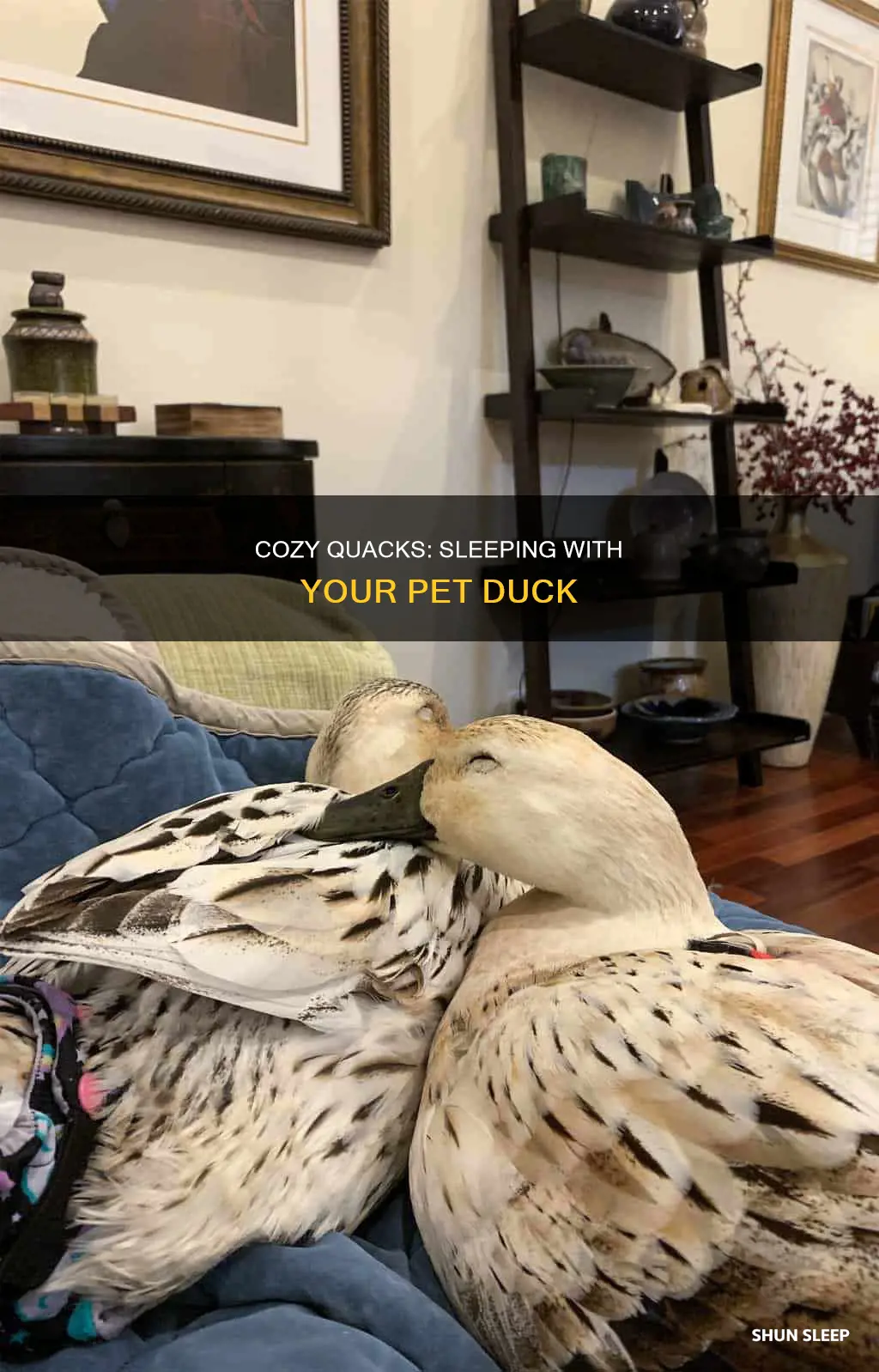 what happened if you sleep with your pet duck