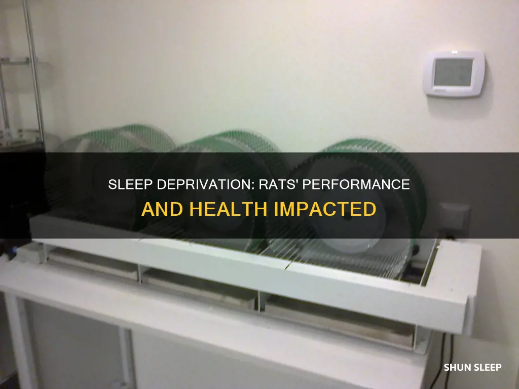what happened to rats deprived of sleep