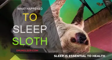 Sleep Sloth: What Happened to the Sleepy Mascot?