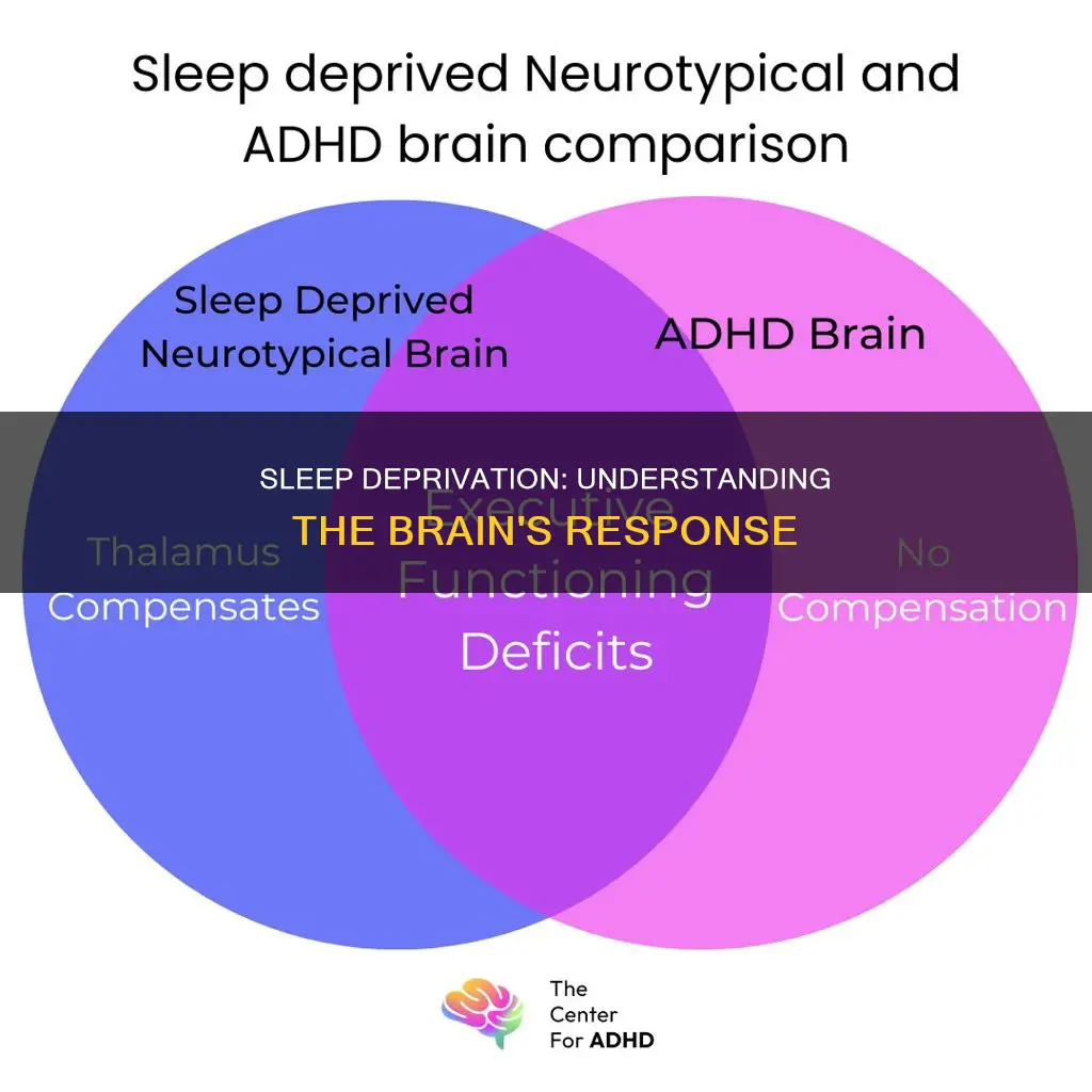 what happens as the brain is deprived of sleep