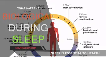 Biological Processes During Sleep: A Guide