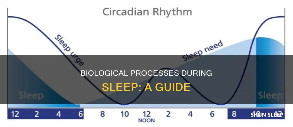 what happens biologically during sleep
