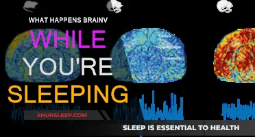Brain Activity: The Sleep Mystery Unveiled