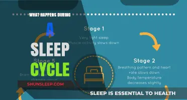 Exploring the Intricacies of Sleep Cycles