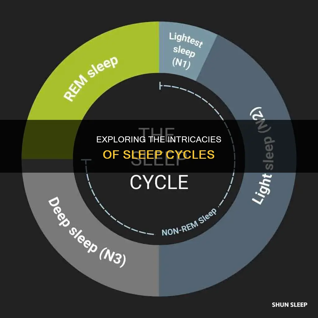 what happens during a sleep cycle