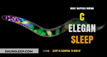 The Sleep of C. elegans: Unraveling the Mystery