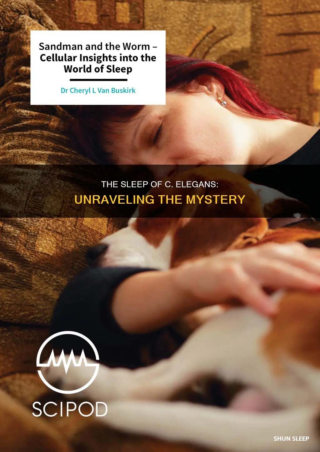 what happens during c elegan sleep