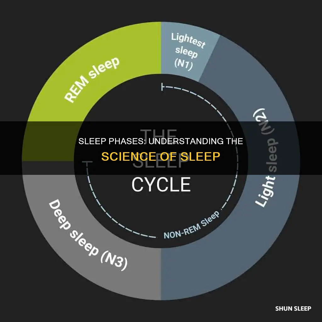 what happens during different sleep phases