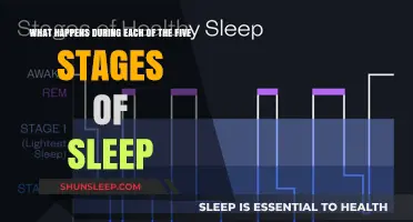 Exploring the Intricate Stages of Sleep