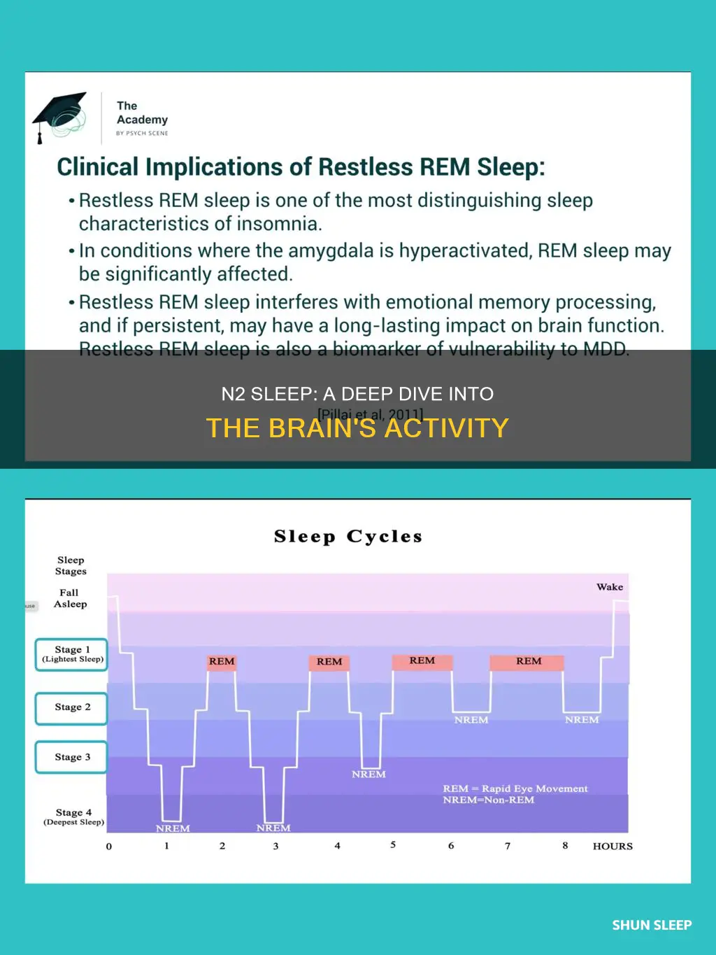what happens during n2 sleep