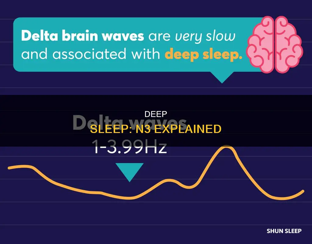 what happens during n3 sleep