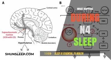 Understanding N4 Sleep: The Deep Sleep Phase