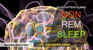 Exploring the Intriguing World of Non-REM Sleep