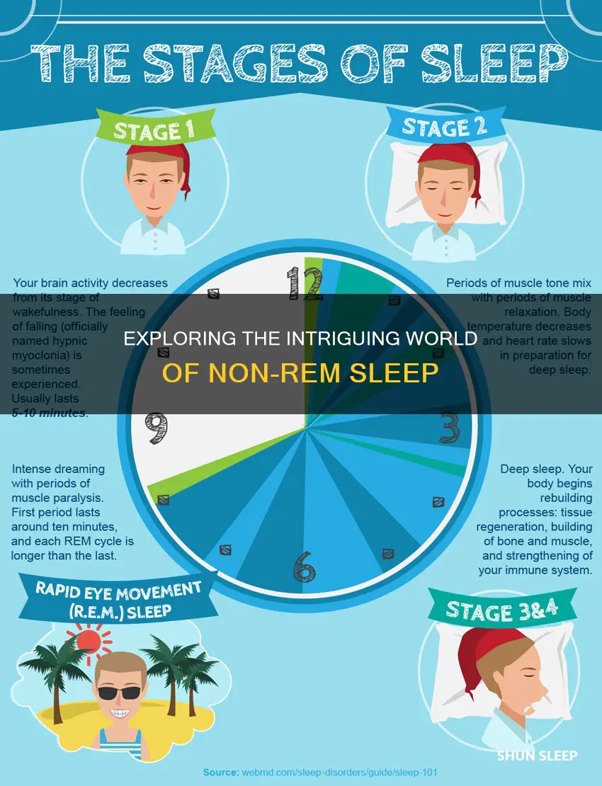 what happens during non rem sleep