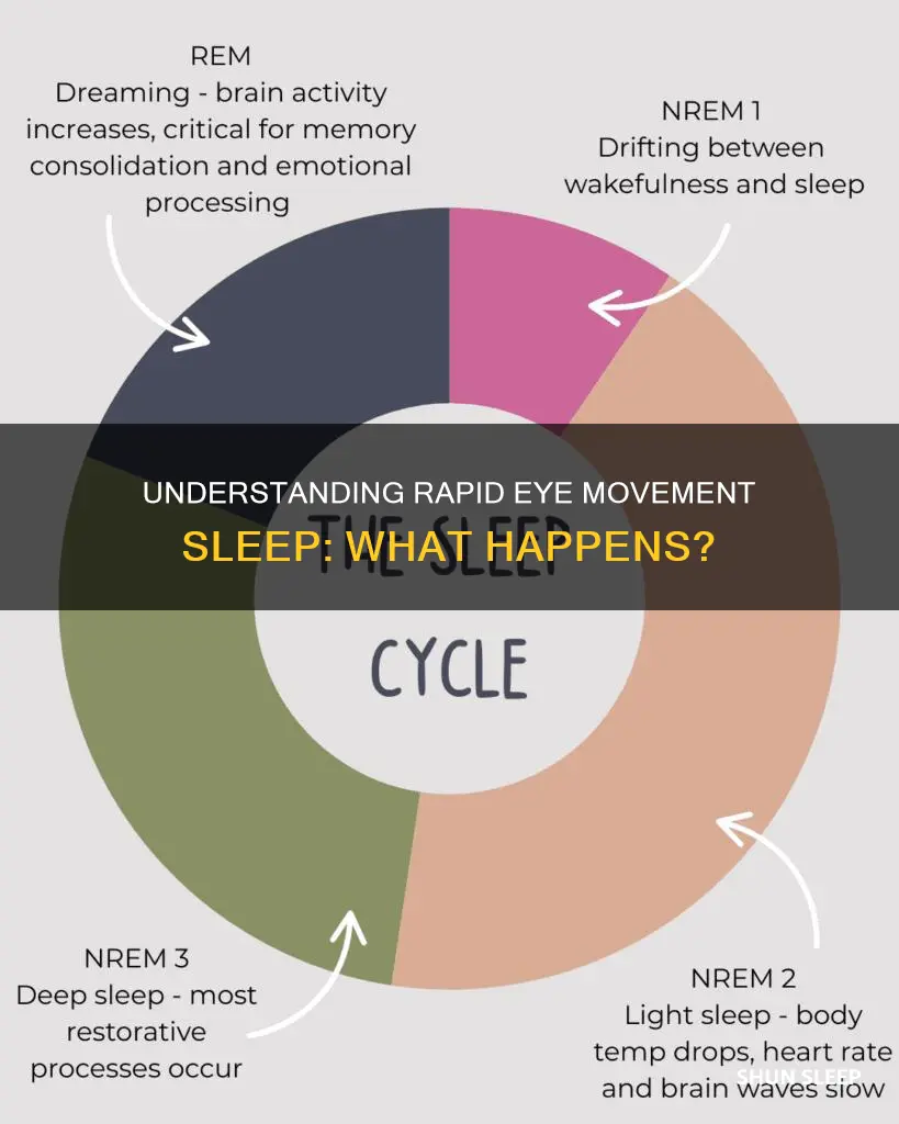 what happens during rapid eye movement sleep